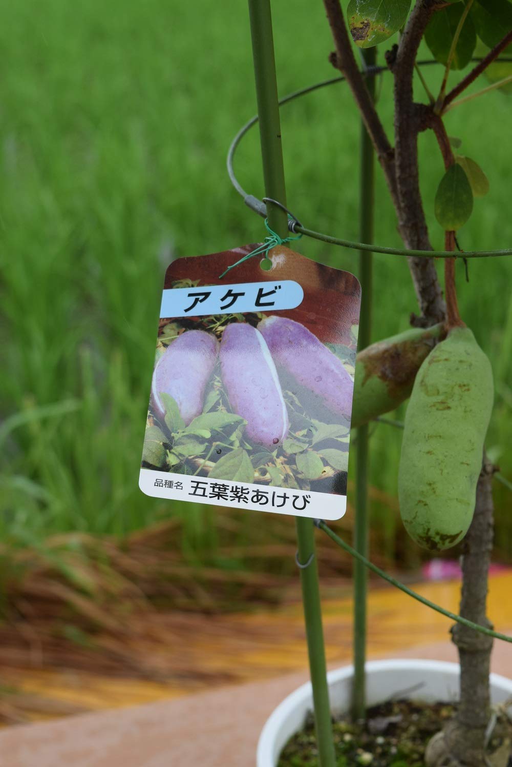 独特な樹姿〈五枚葉あけび〉☆8/3までの出品 6119vh50gdL._UF1000,1000_QL80_.jpg